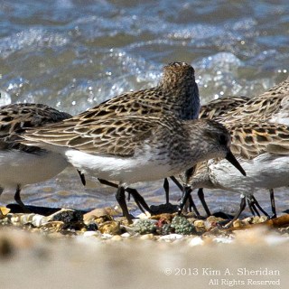 1 Fortescue Eggs_9987 a