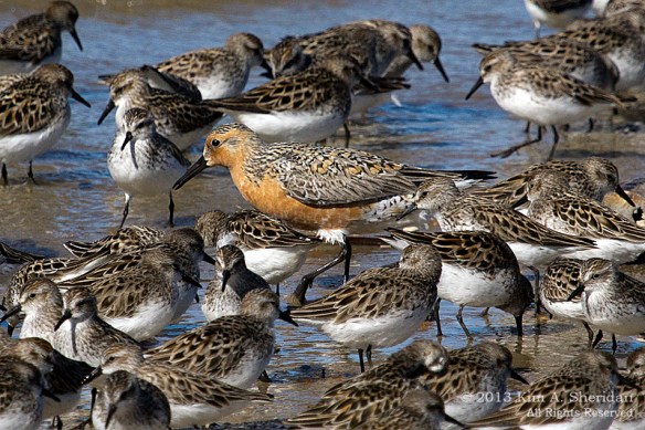 1 Fortescue Red Knot_9878 a