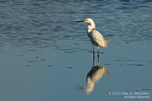 CM Matts Landing_3339 Egret a
