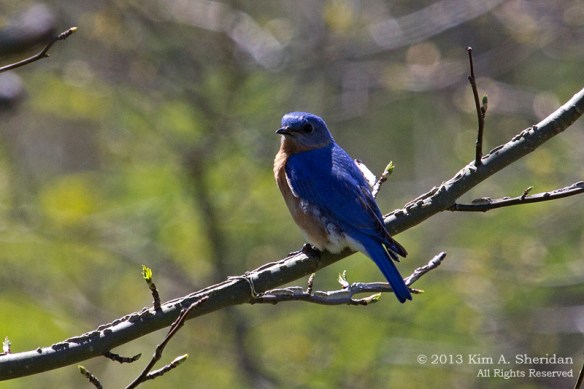 CM Point SP Bluebird_9640 a