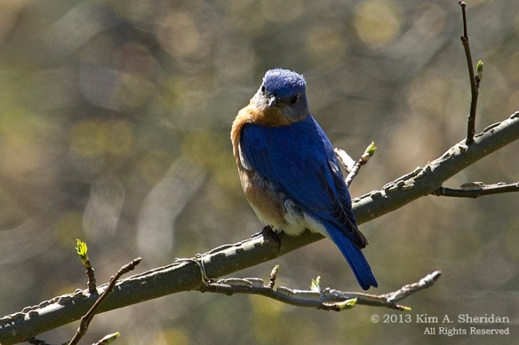 CM Point SP Bluebird_9657 a