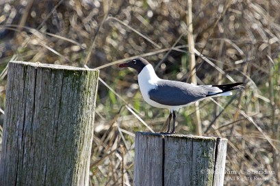 CM Thompsons Beach Laughing Gull_0031 acs