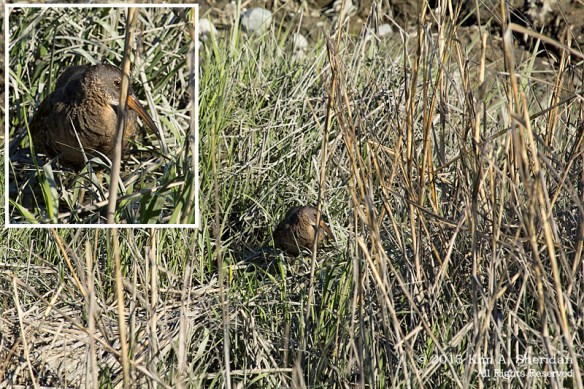 CM Thompsons Beach Rail_0160 combo