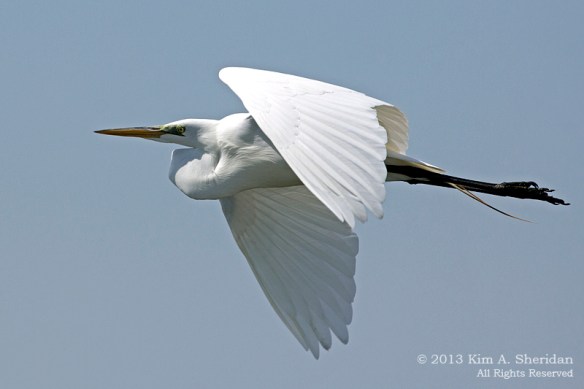 Forsythe NWR Egret_0194 a