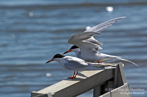 Forsythe NWR Terns_0182 a