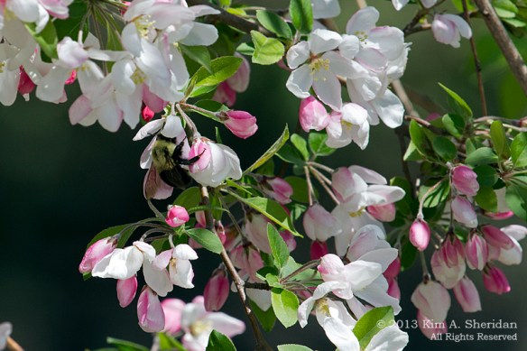 HNWR Crabapple with Bee_9593 a