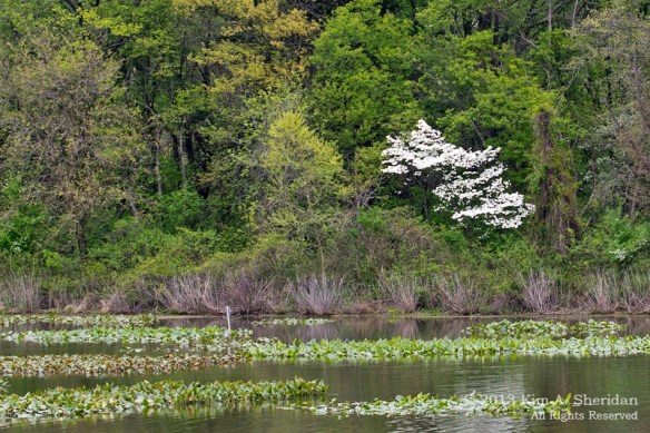 HNWR Dogwood_0569 acs
