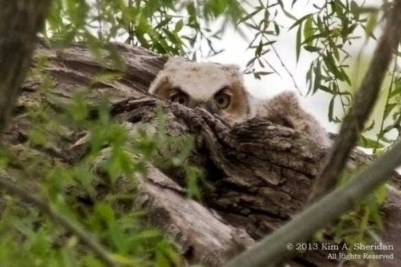 HNWR Owlet_0524 ACS