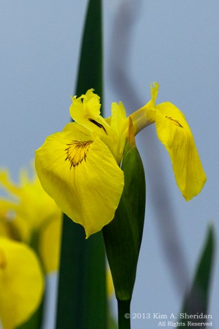 HNWR Yellow Iris_9488 a