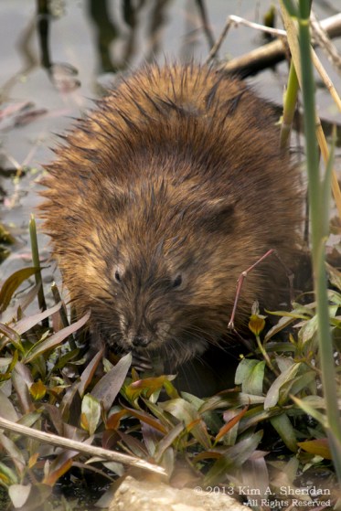 4HNWR Muskrat_8917 A