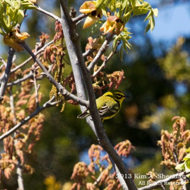 CM Higbee Beach_9926 a