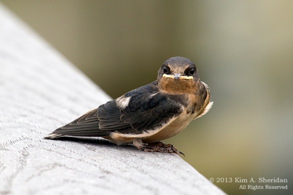 HNWR Barn Swallow_2035 a