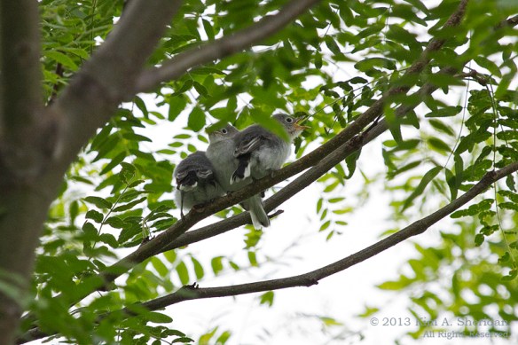 HNWR Gnatcatcher_2266 a