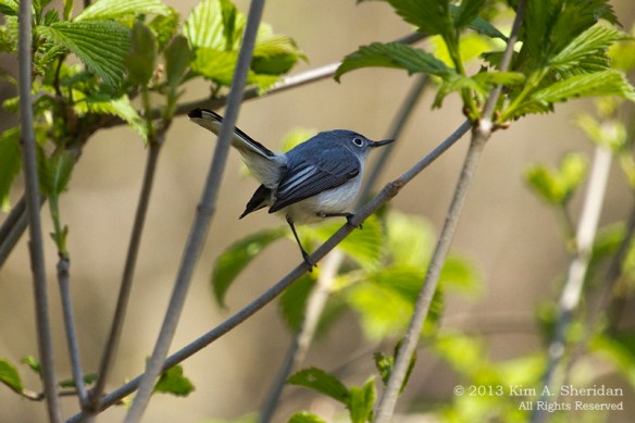 HNWR Gnatcatcher_9353 a