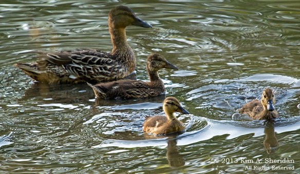HNWR Mallard Ducklings_1794 a2