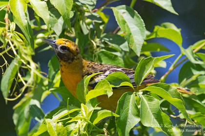 HNWR Oriole_1204 a
