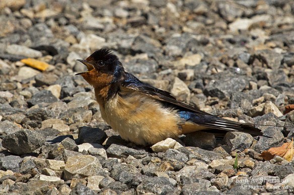 HNWR Swallow_1218 a
