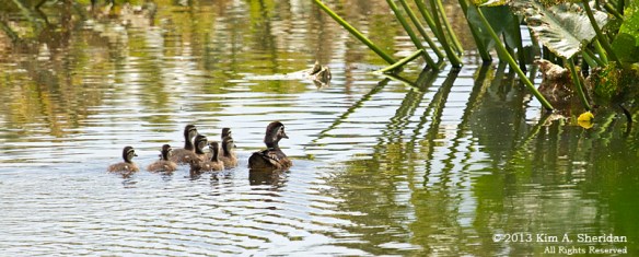 HNWR Wood Ducklings_3624 a