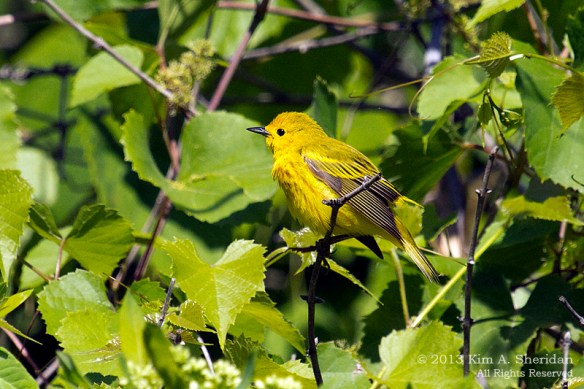 HNWR Yellow Warbler_1244 a