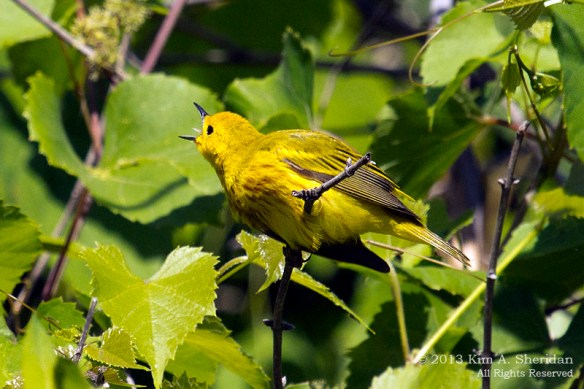 HNWR Yellow Warbler_1245 a