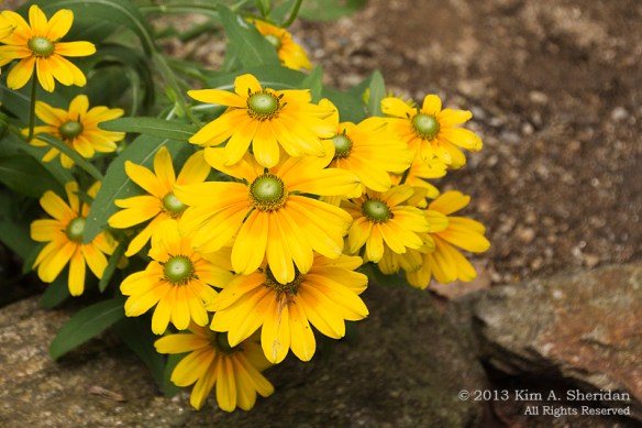 1 Wissahickon_4570 a