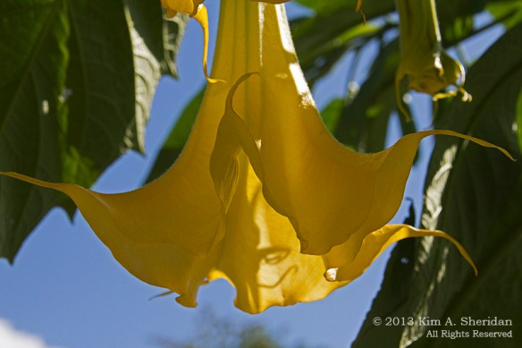 2 Morris Plant_4809 a