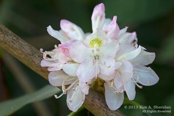 2 Morris Plant_4854 a