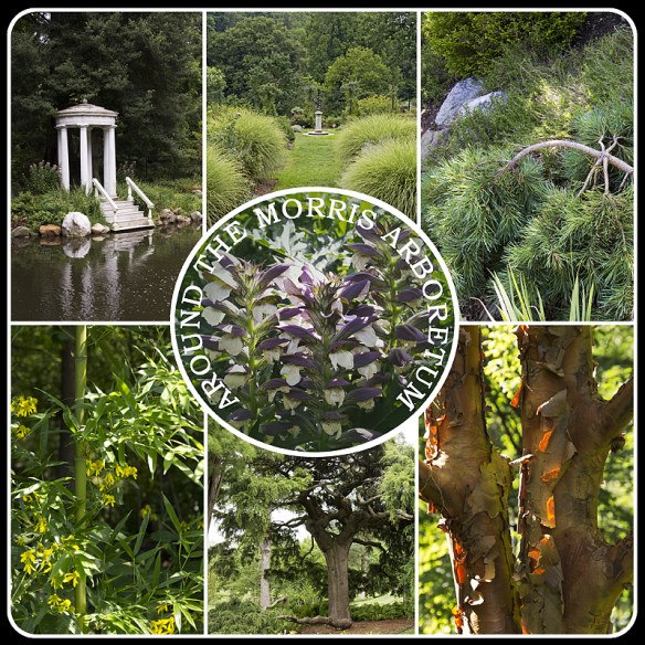 Arboretum Collage White