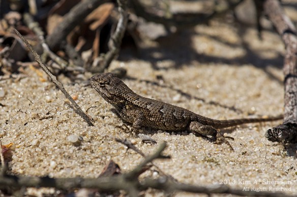 CM Higbee Beach_9885 a