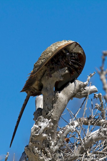 CM Higbee Beach_9942 a