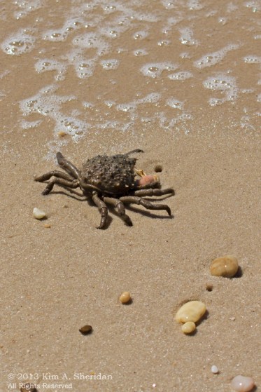 CM Higbee Beach_9945 a