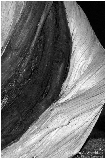 Flower Show_3042 acs