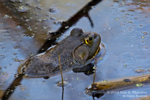 HNWR Bullfrog_7722 AS