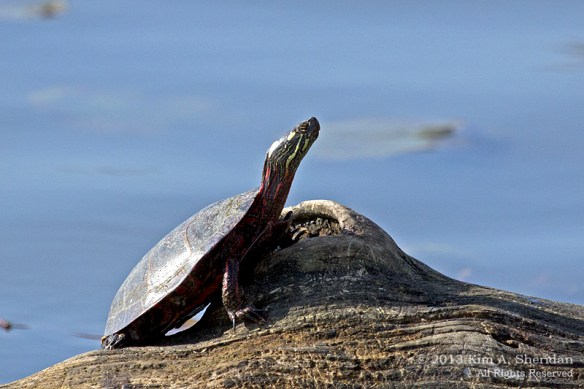 HNWR Painted Turtle_6615 a