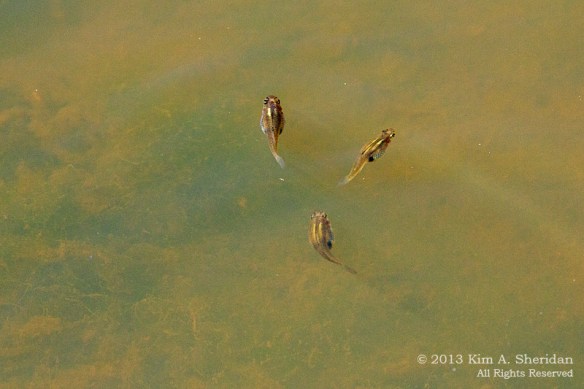 HNWR Tadpoles_5187 a