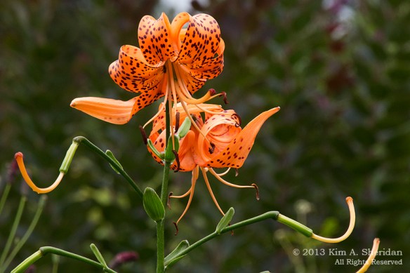 Morris Arboretum_6487 a
