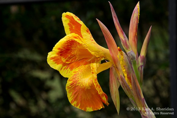 Morris Arboretum_6769 a