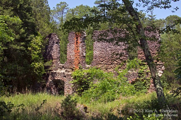 Pine Barrens Harrisville_3295 a