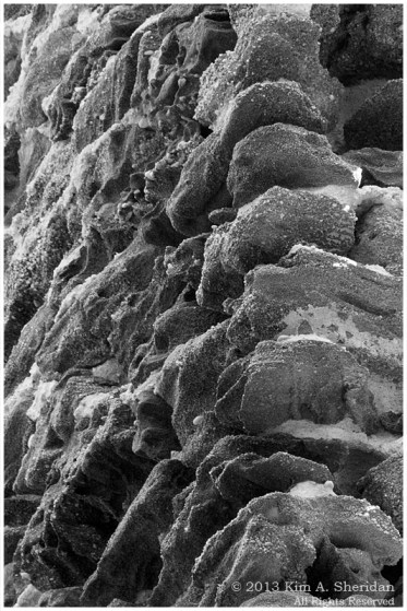 Pine Barrens Harrisville_3321 acs