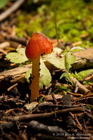 Pine Barrens Harrisville_3340 a