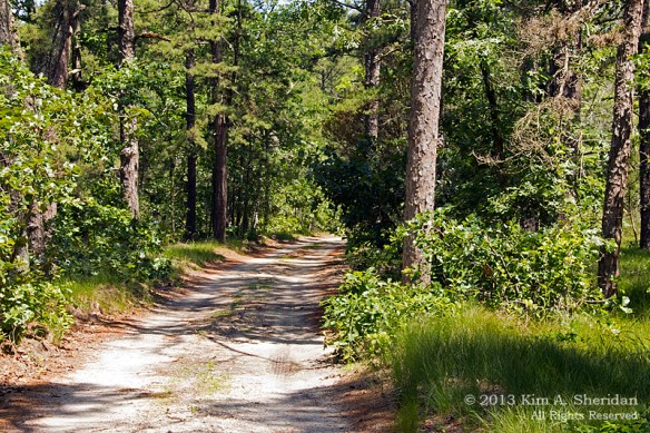 Pine Barrens Marthas Furnace_3343 a