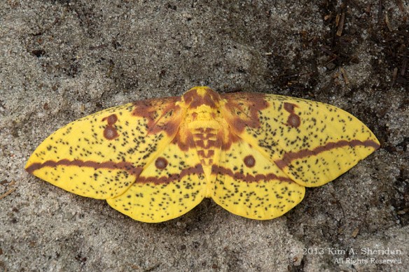 Pine Barrens Marthas Furnace_3359 a