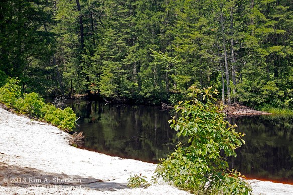 Pine Barrens Marthas Furnace_3371 a