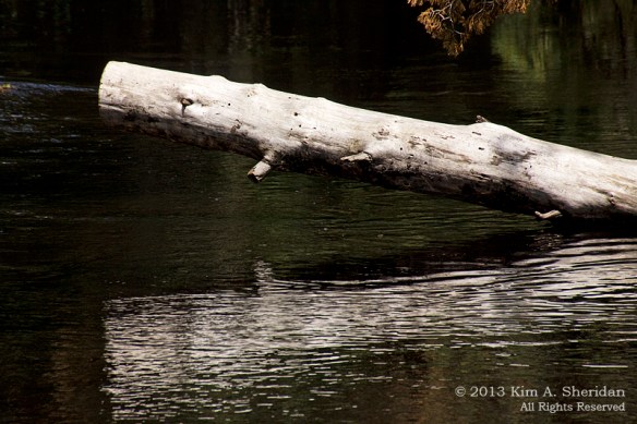 Pine Barrens Marthas Furnace_3382 a