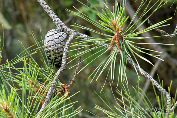 Pine Barrens Marthas Furnace_3395