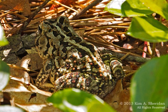 Pine Barrens Marthas Furnace_3426 a