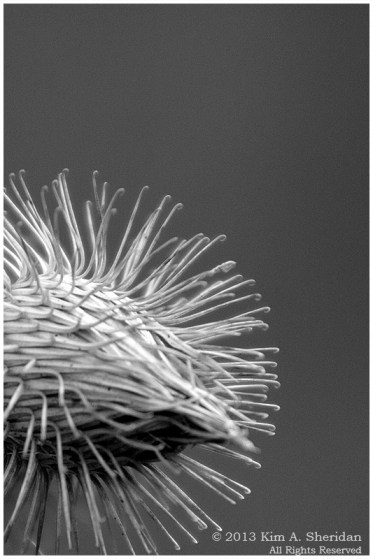 The Willows_0011 acs