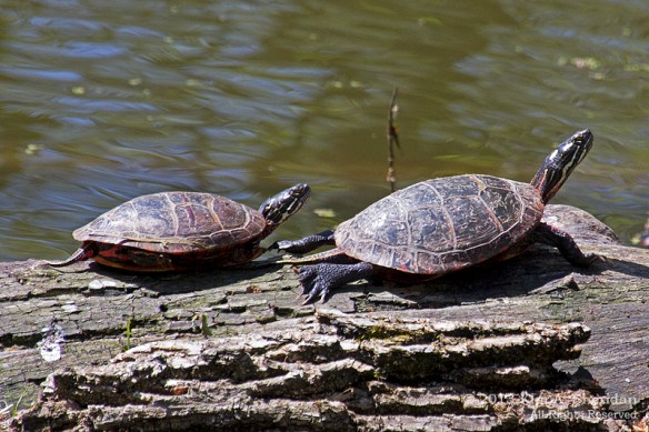 Tinicum_6389 Alt 2 AS Orig