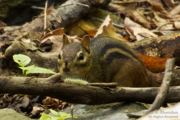 Wissahickon Valley Chipmunk_4533 acs