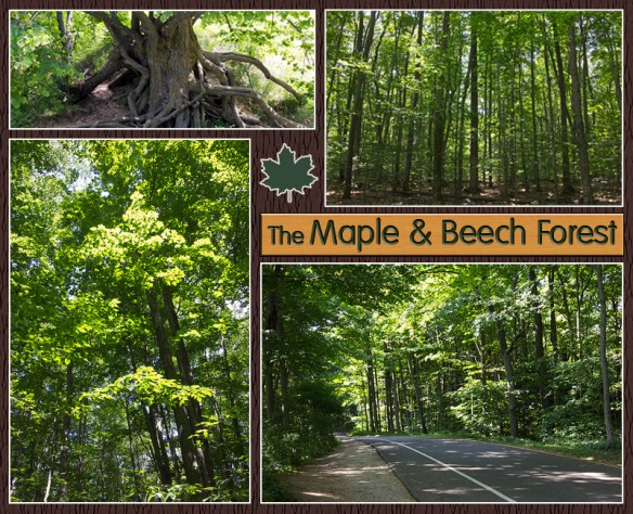 07 Beech Maple Collage a